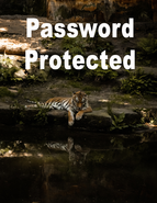 4. Password Protected - BCNY African tiger relaxing by the river
