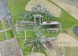 Aerial Views of Heritage Tree